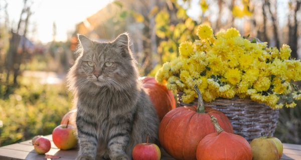 Gartenarbeit Oktober